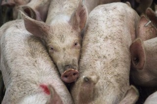 非洲猪瘟：一场无声的灾难