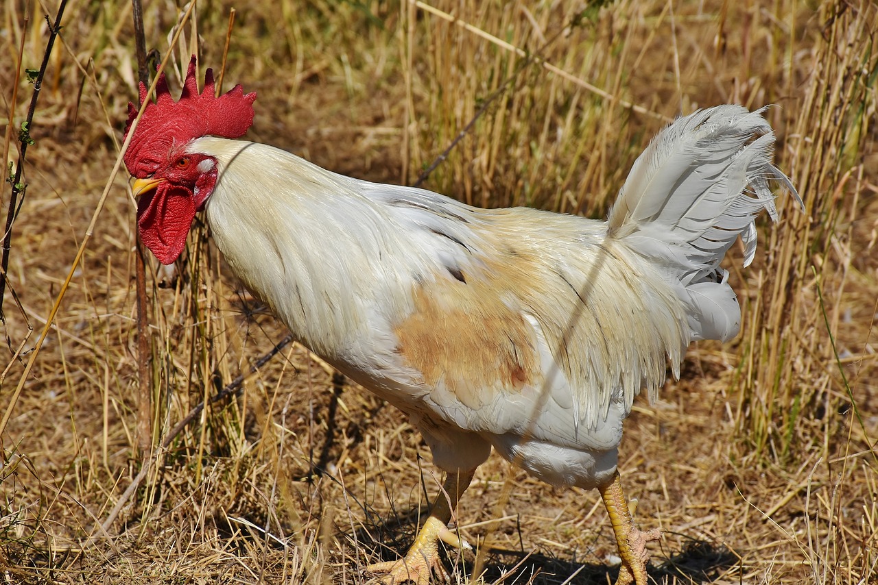 散养鸡的养殖方法视频：轻松打造生态养殖园  第1张